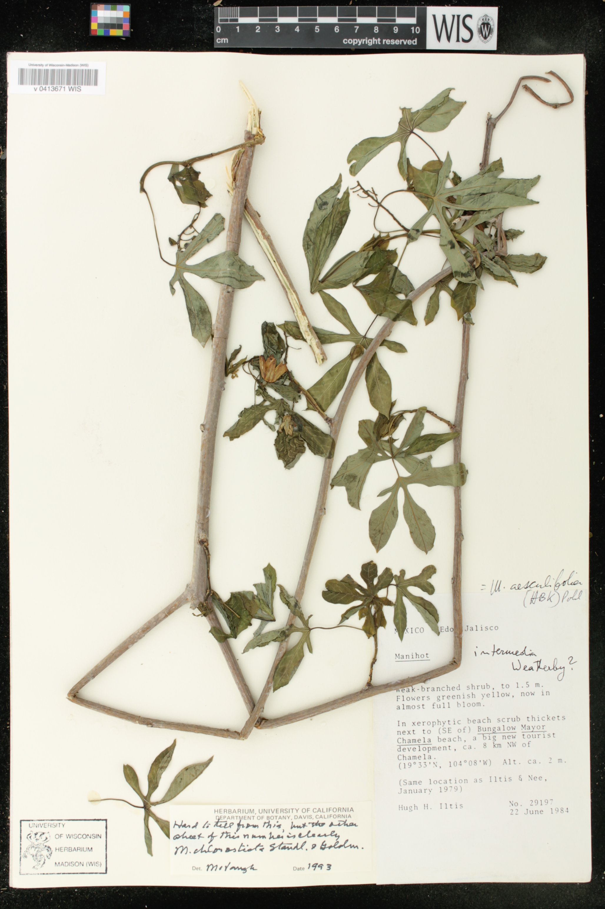 Manihot chlorosticta image