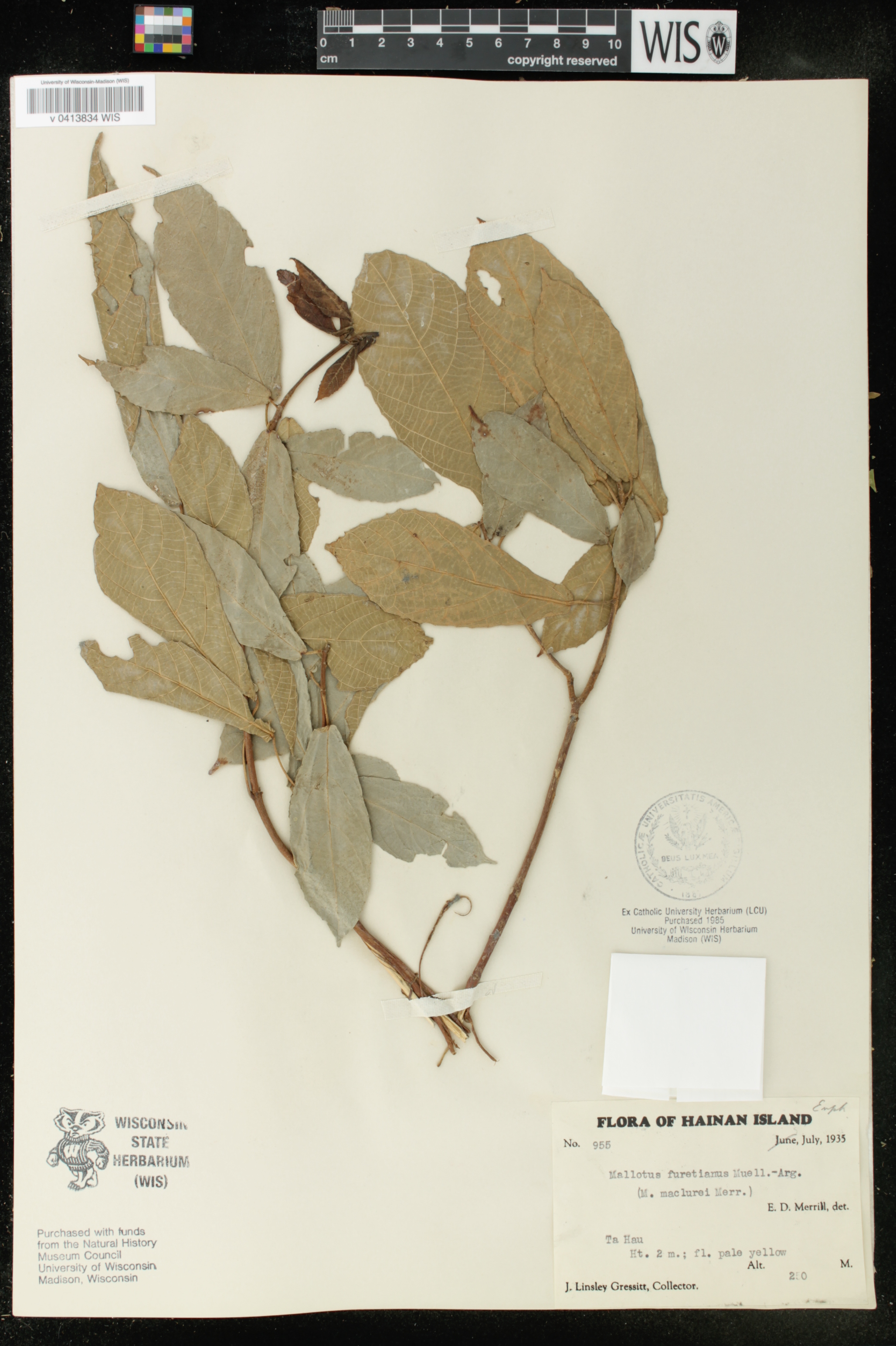 Mallotus peltatus image