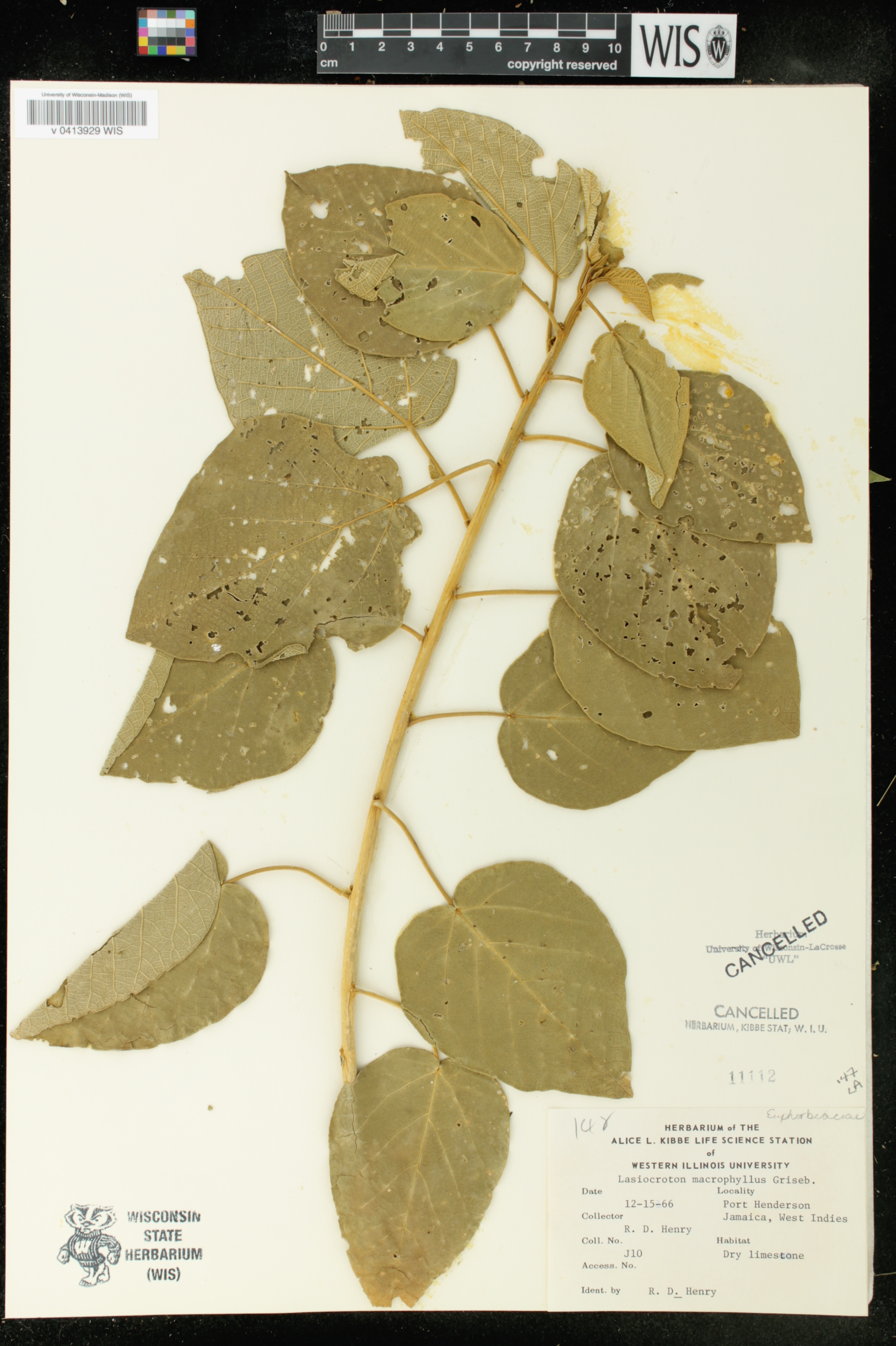 Lasiocroton macrophyllus image