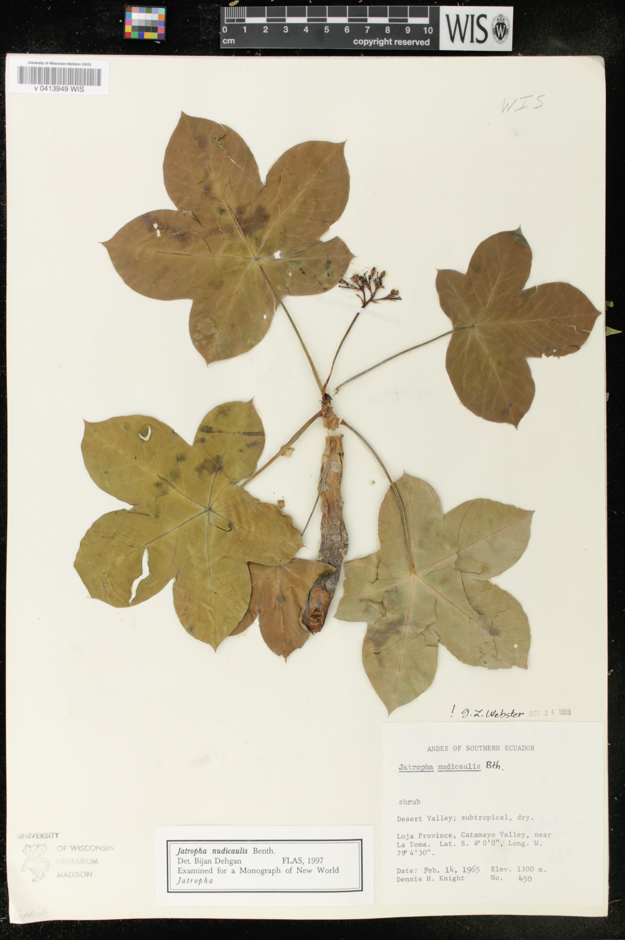 Jatropha image