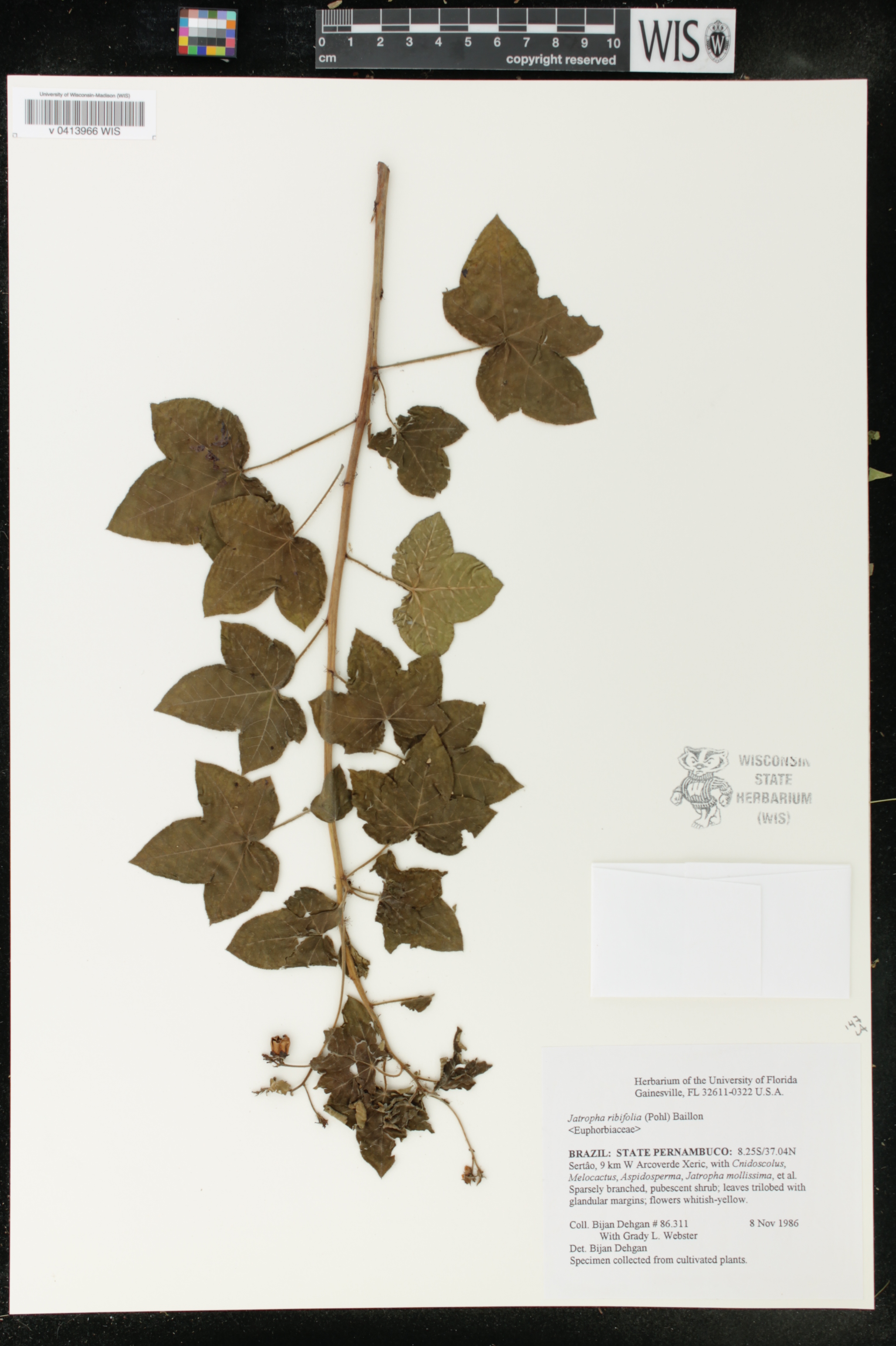 Jatropha ribifolia image