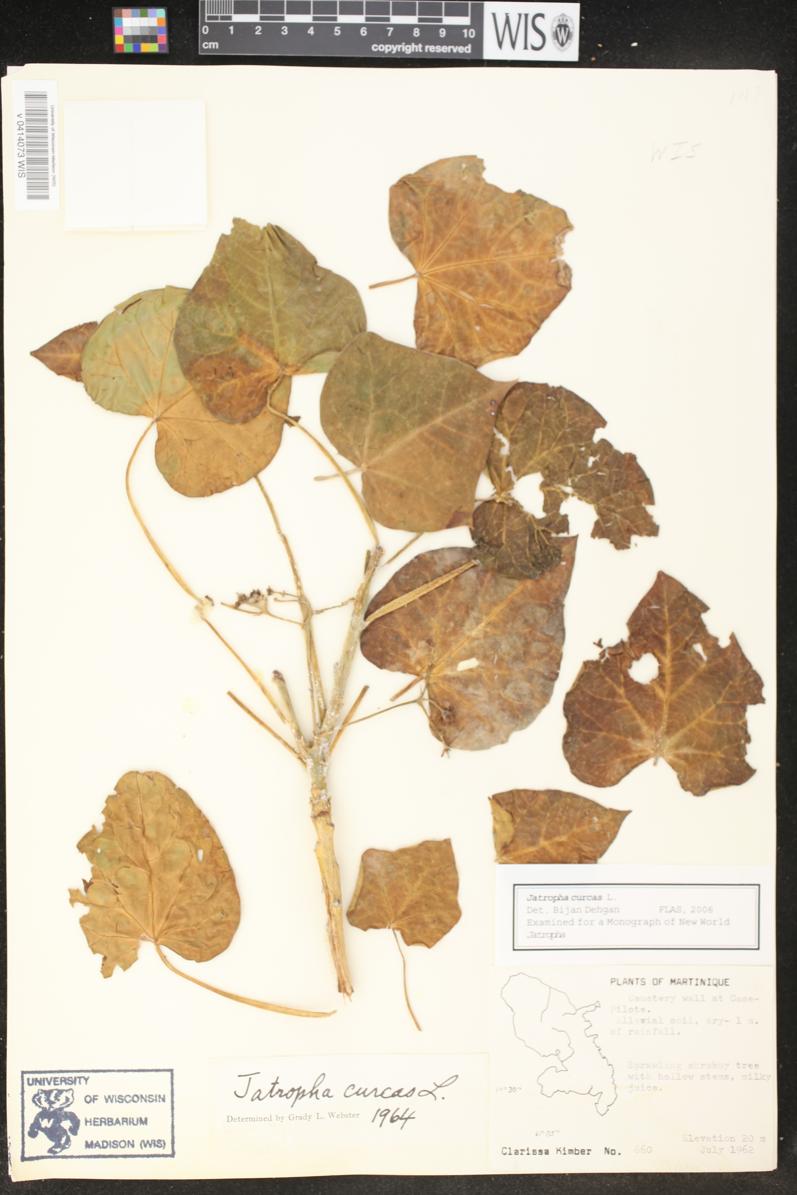 Jatropha curcas image