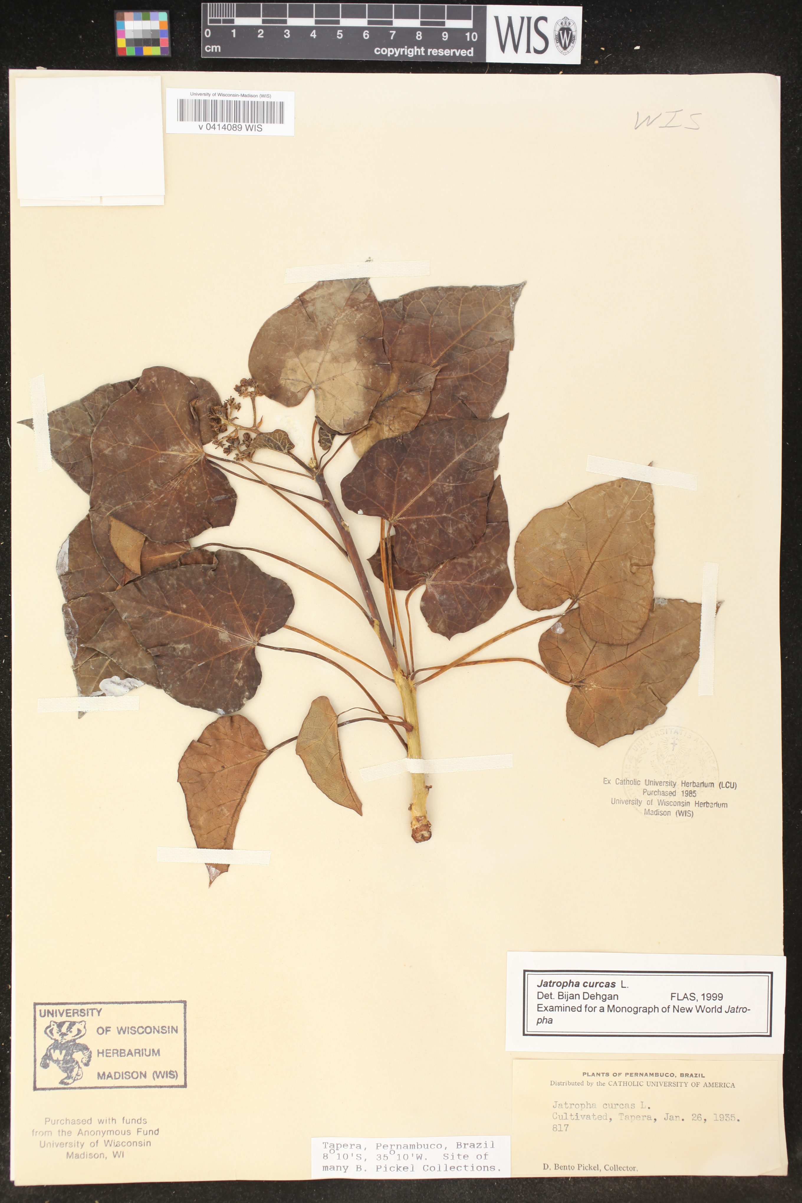 Jatropha curcas image