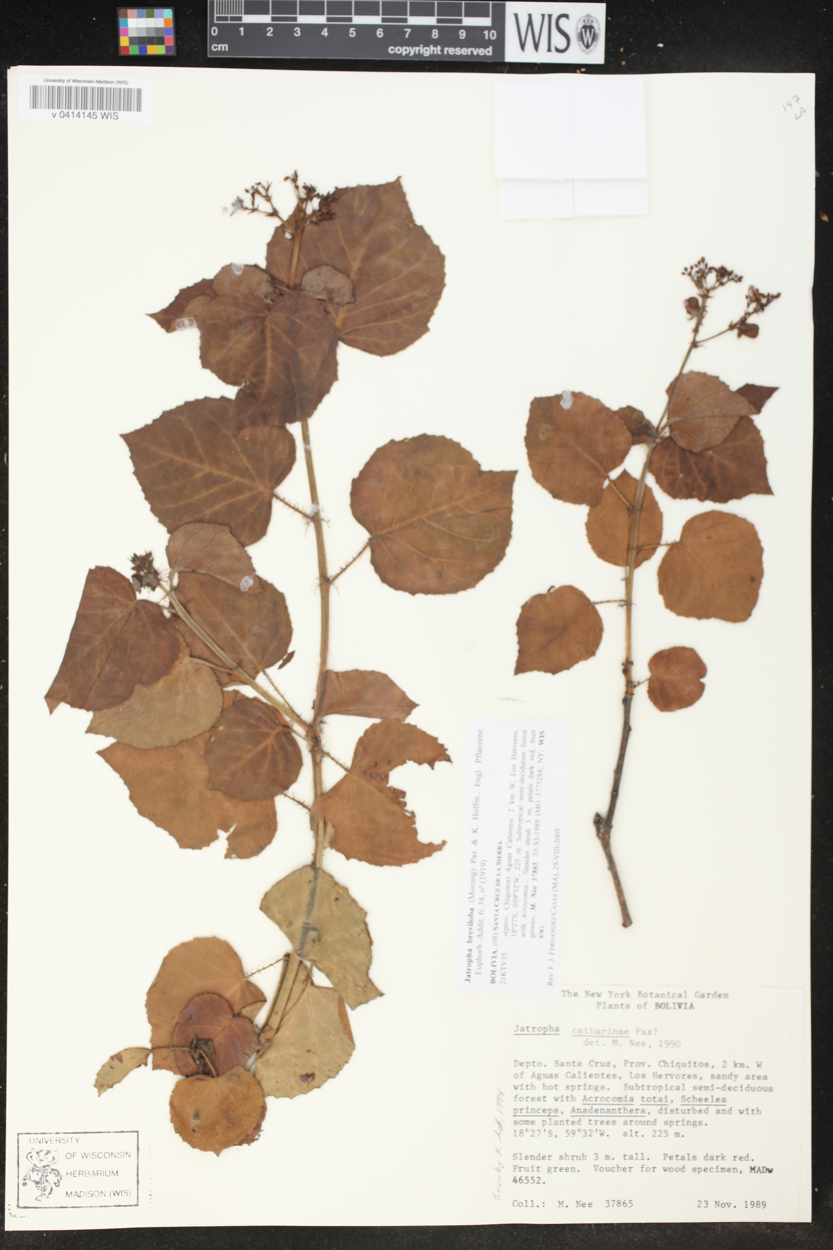 Jatropha breviloba image