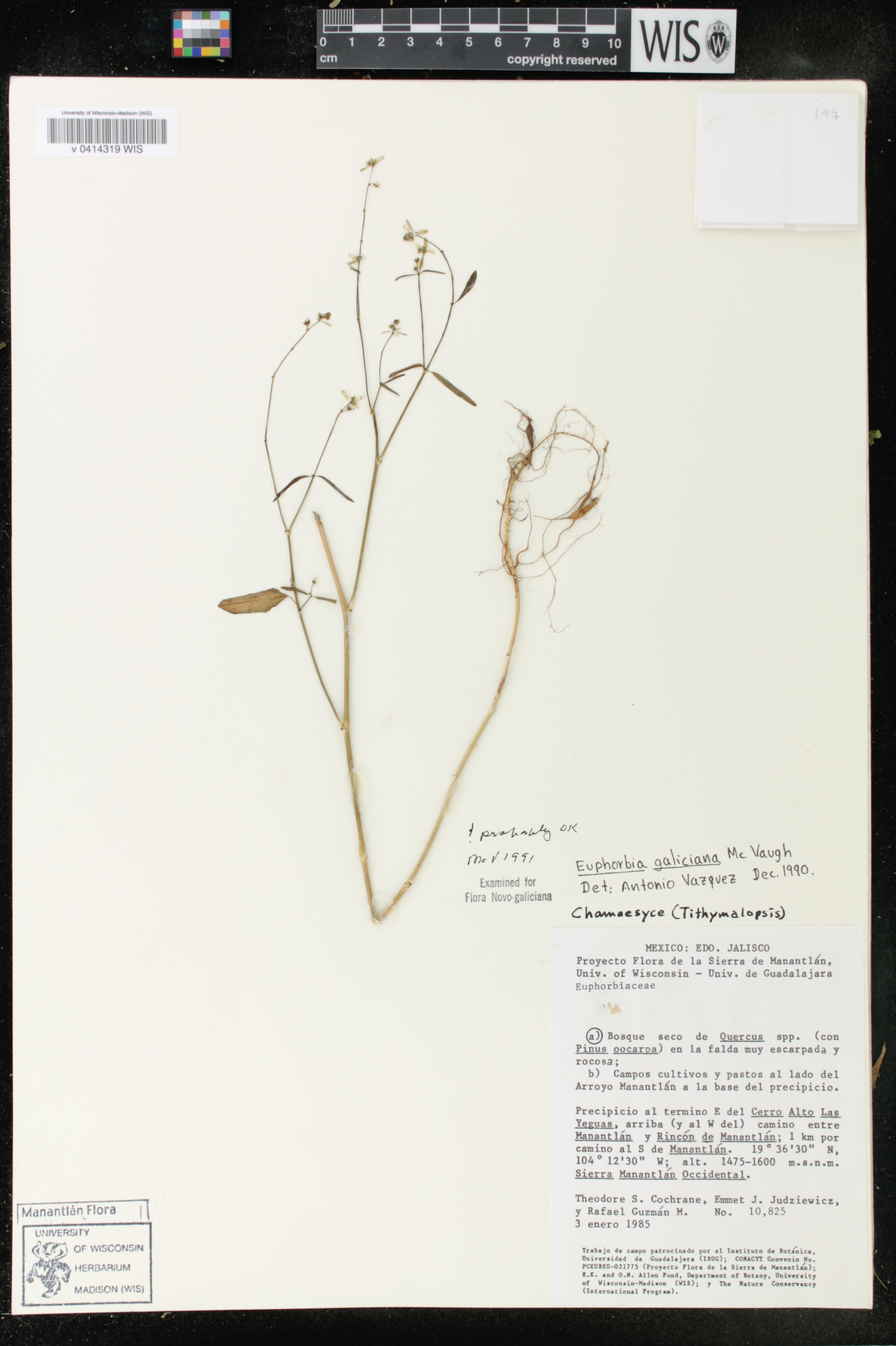 Euphorbia graminea subsp. novogaliciana image