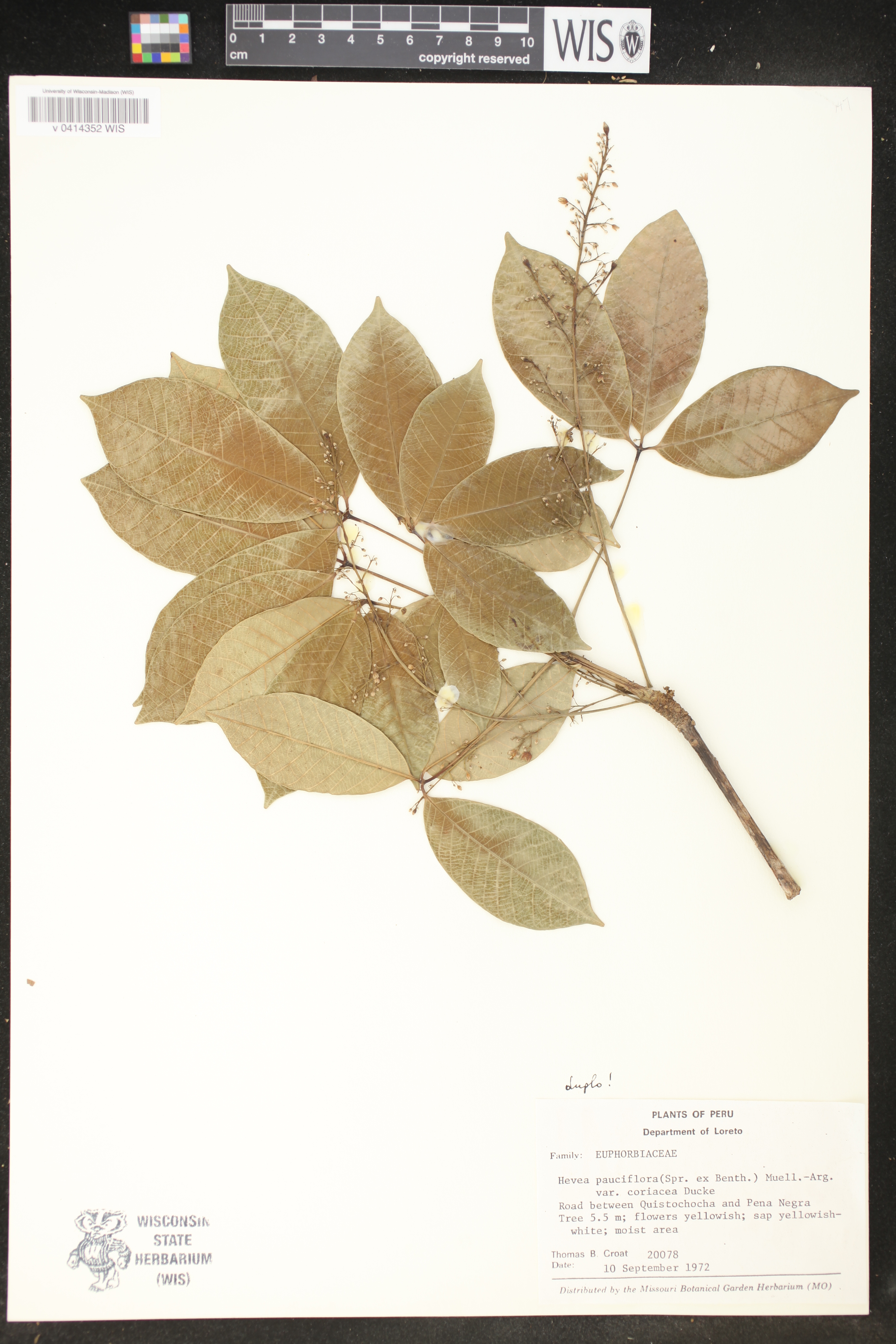 Hevea pauciflora image