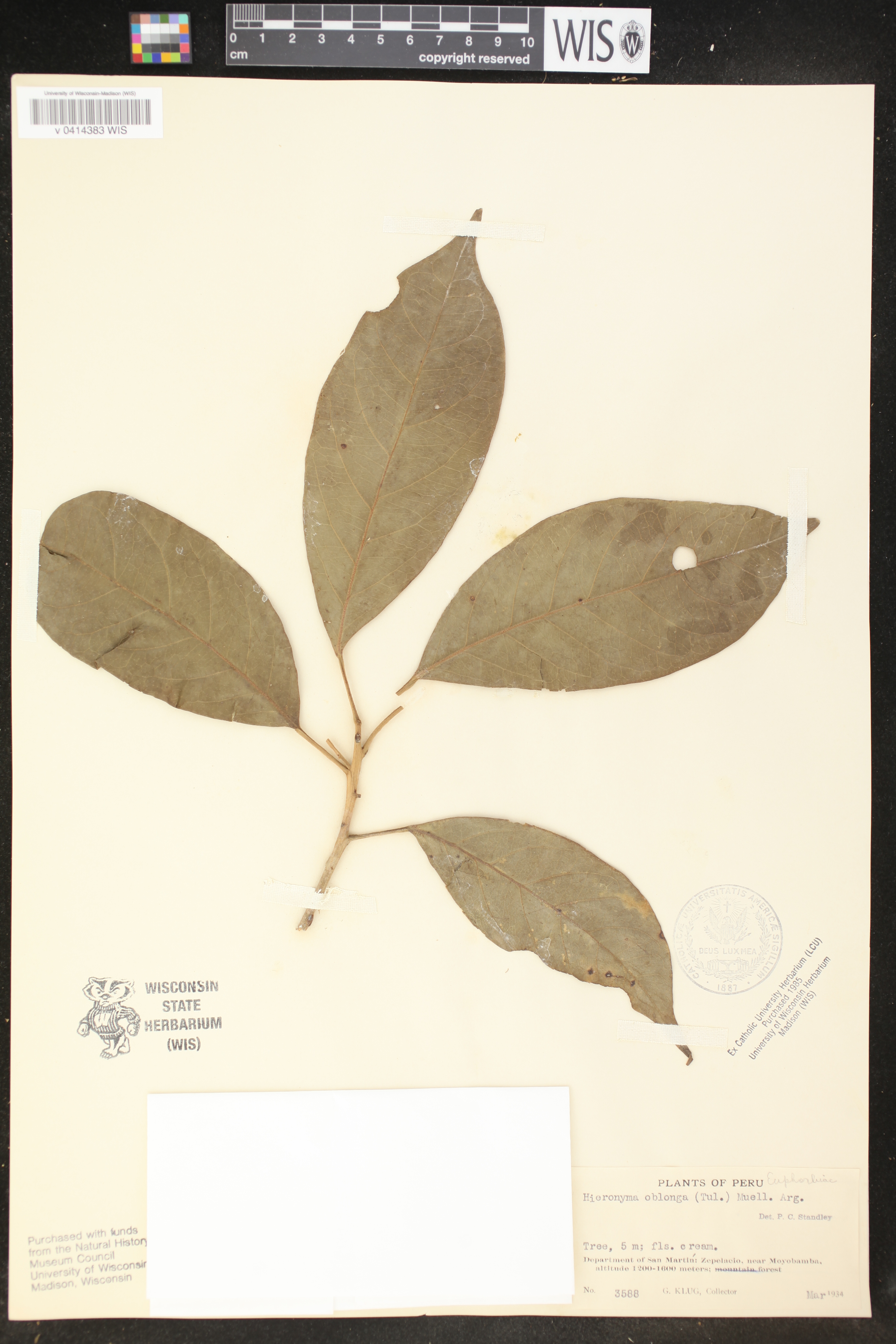 Hieronyma oblonga image