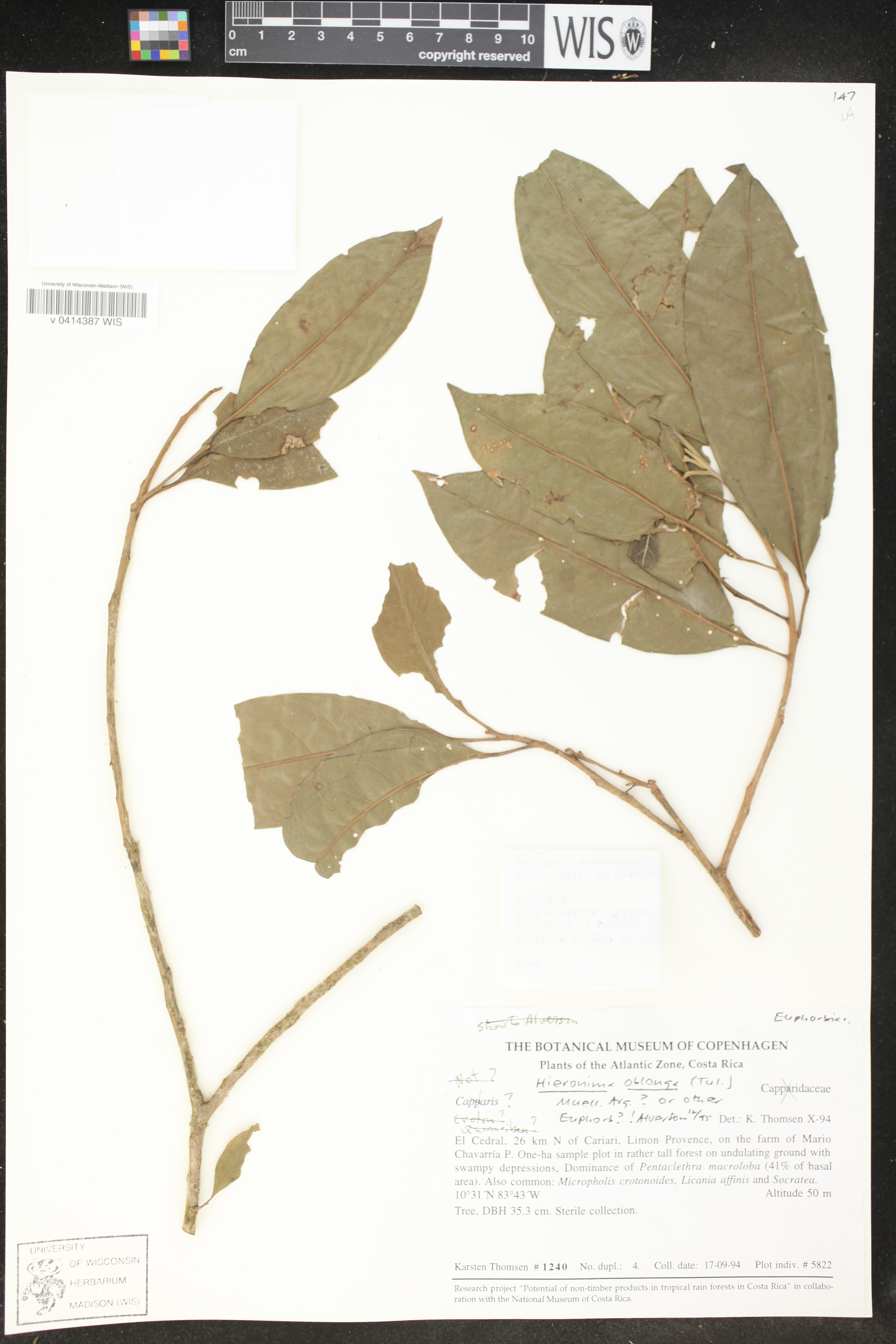 Hieronyma oblonga image