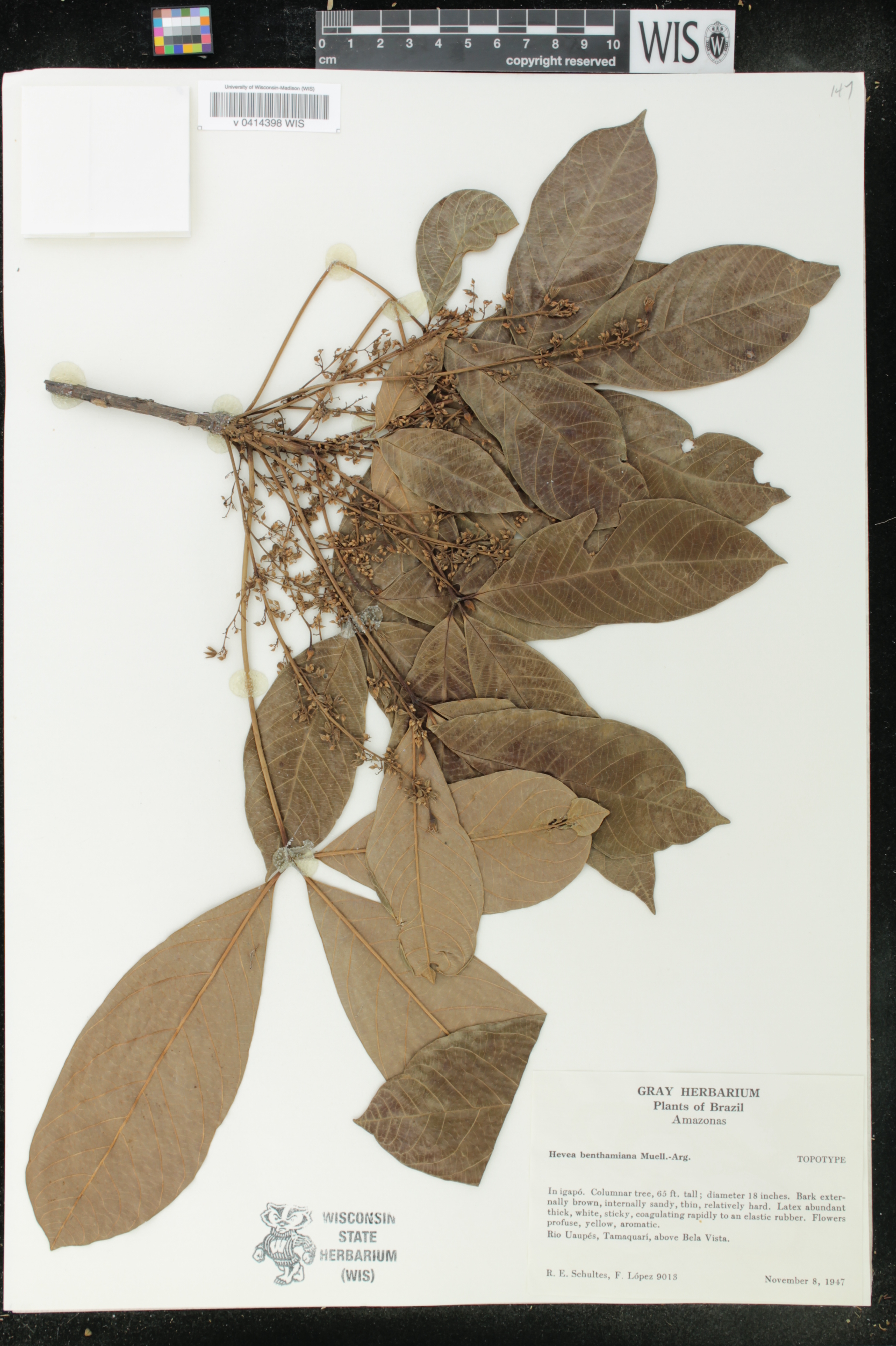 Hevea benthamiana image
